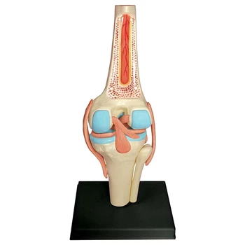 Туловище Модель человеческого тела Учебная Модель органов Коленного сустава для обучения студентов Учебная модель сборки