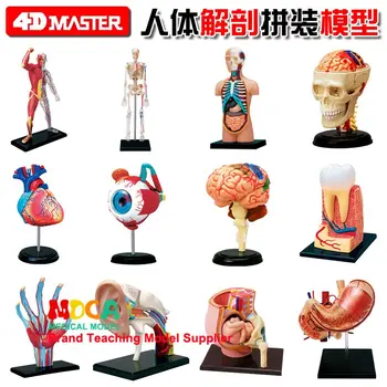 Игрушки для сборки 4D MASTER puzzle, анатомические модели человеческих органов, медицинские обучающие поделки, научно-популярные 14 моделей